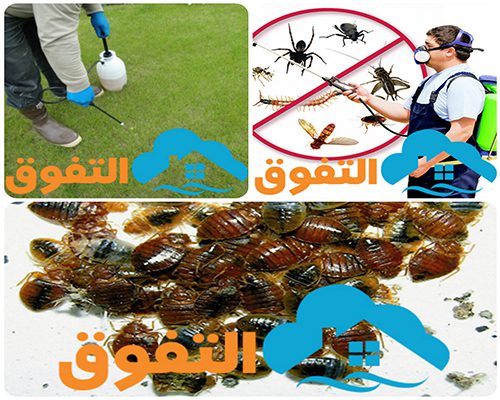شركة مكافحة الصراصير فى الرياض