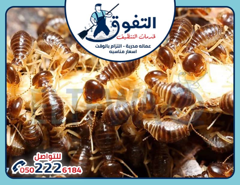 شركة مكافحة نمل ابيض بالرياض: أفضل الحلول لمشكلة النمل الأبيض