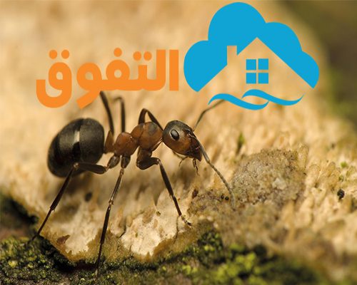 شركة مكافحة حشرات