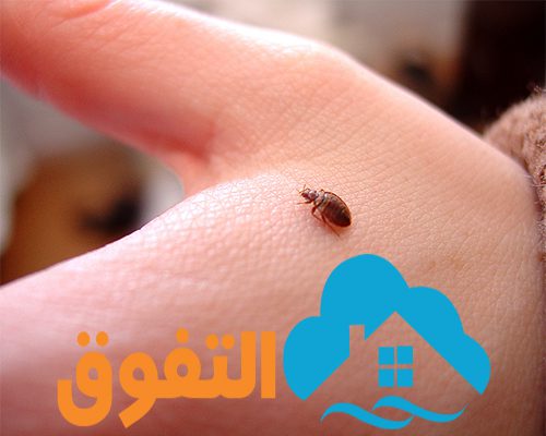 افضل شركة مكافحة حشرات