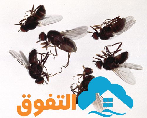 مكافحة حشرات