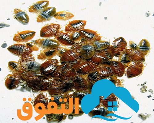 مكافحة الحشرات
