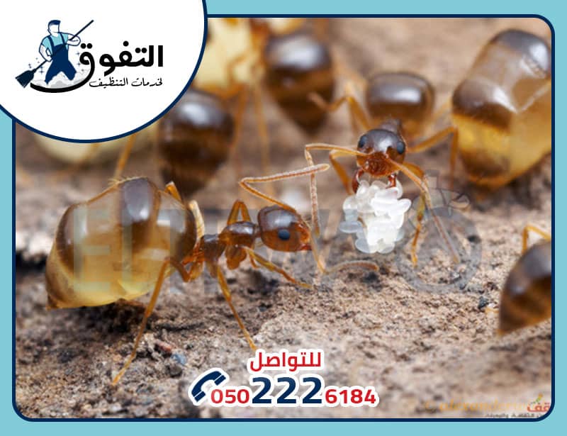شركات مكافحة النمل الابيض