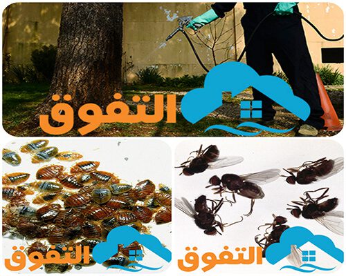 شركة مكافحة الصراصير بالرياض