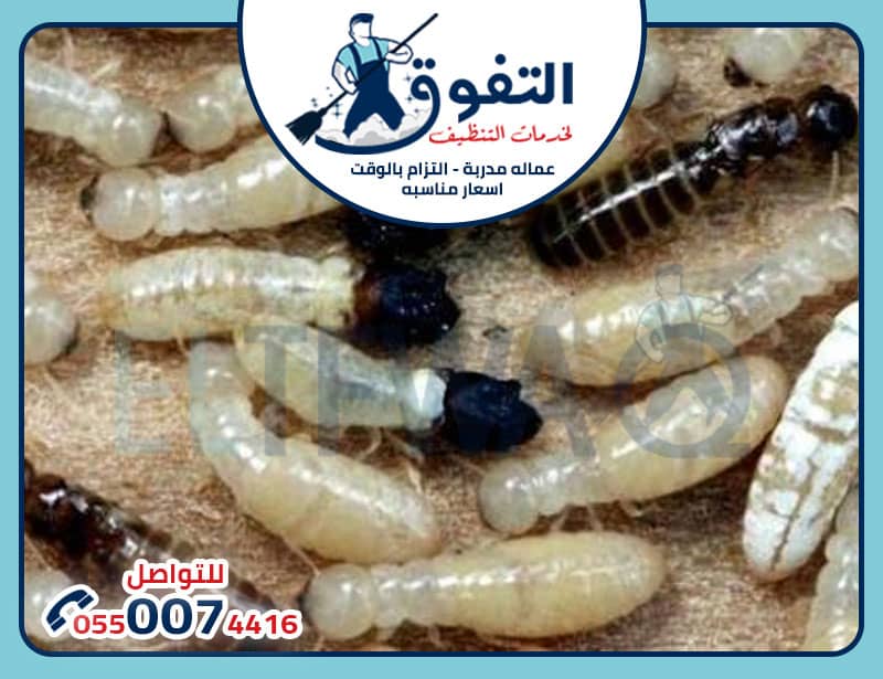 شركة مكافحة النمل الأبيض بالخرج: كيف تختار الأفضل لحماية منزلك؟