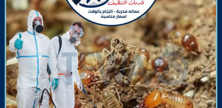 شركة مكافحة النمل الأبيض بالدمام: حلول فعالة للحماية من غزو النمل الأبيض