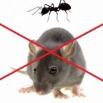 شركة مكافحة الفئران بالرياض