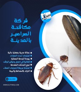 شركة مكافحة الصراصير بالمدينة المنورة