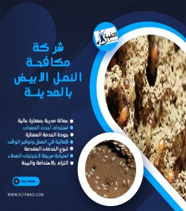 شركة مكافحة النمل الابيض بالمدينة المنورة