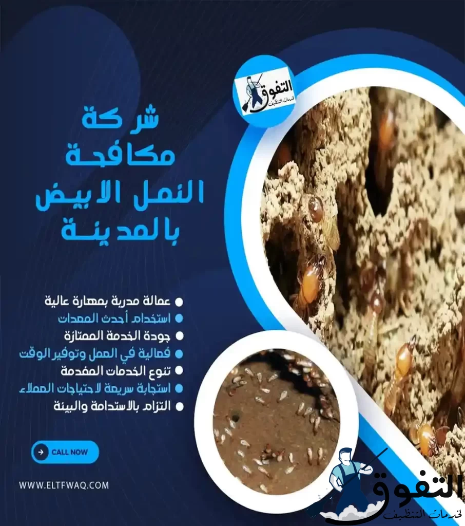 شركة-مكافحة-النمل-الابيض-بالمدينة-المنورة